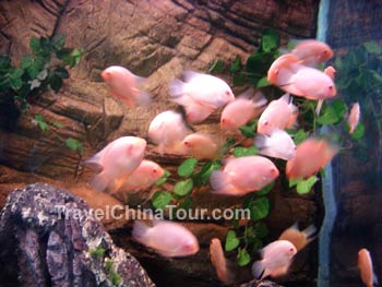 guilin-ocean-aquarium-1.jpg