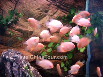 guilin-ocean-aquarium-1.jpg