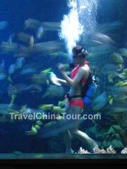 ocean aquarium feeding fish