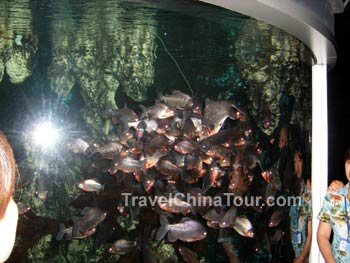 guilin-ocean-aquarium-5.jpg