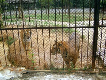 xiongsen bear tiger zoo