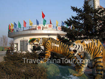 Siberian Tiger Park Harbin