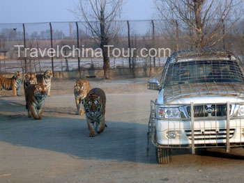 Feeding time for the tigers.