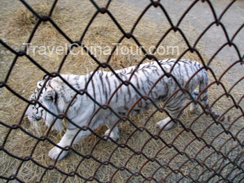 White siberian tiger picture