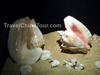 Yalong Bay Seashell Museum