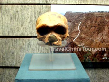 skull of dali man